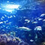 Coral_Reef_Homepage_Banner_961